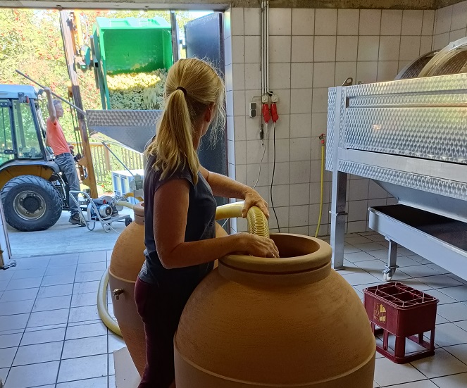 Renner filling amphorae